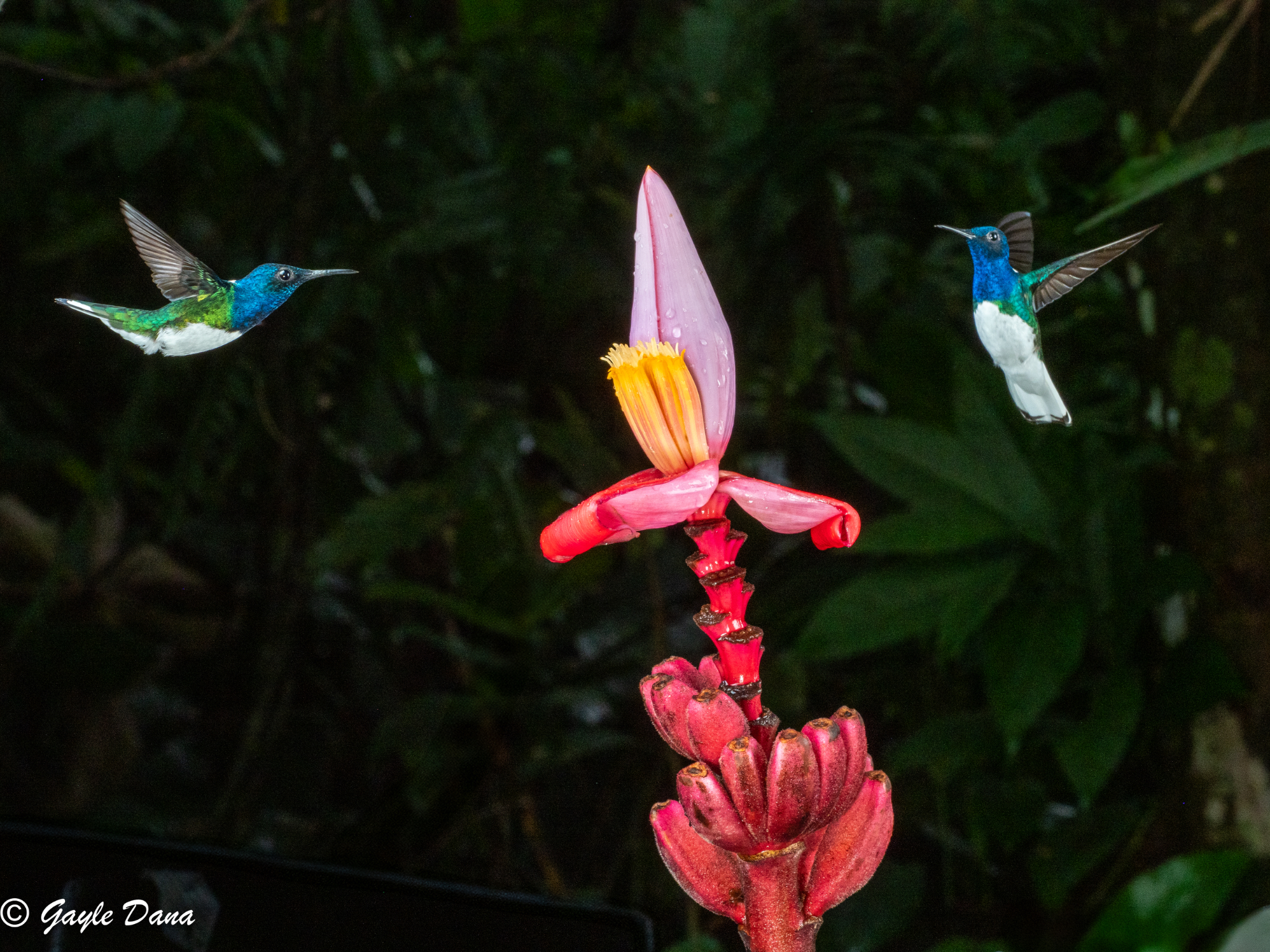 2 White necked Jacobins 2